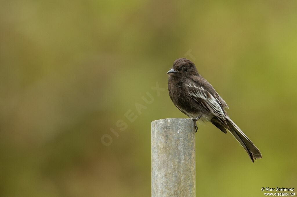 Black Phoebe