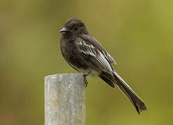 Black Phoebe