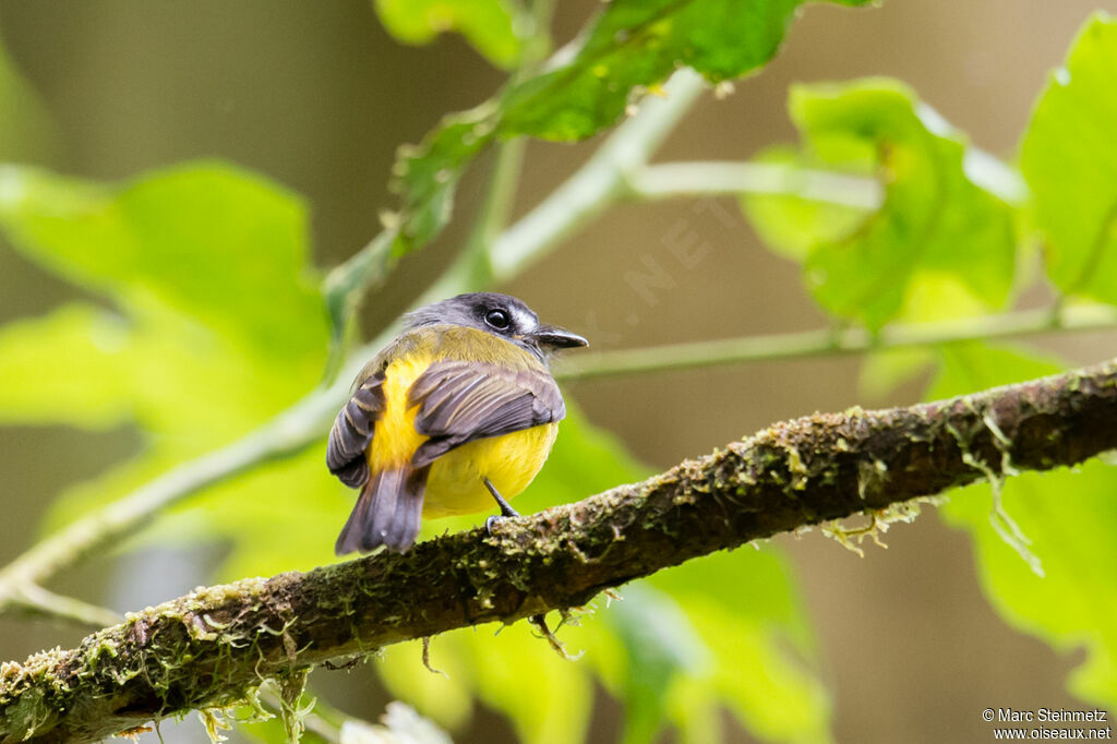 Ornate Flycatcher