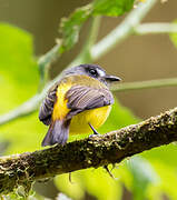 Ornate Flycatcher