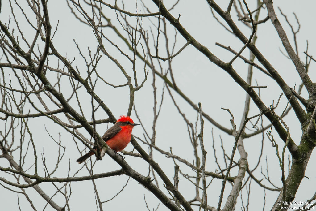 Vermilion Flycatcher