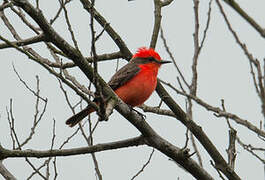 Vermilion Flycatcher