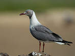 Mouette à tête grise