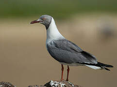 Grey-headed Gull