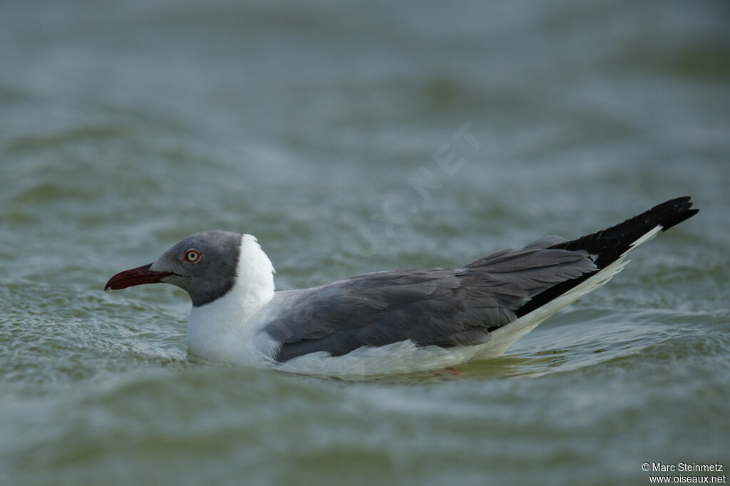 Mouette à tête grise