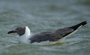 Mouette à tête grise