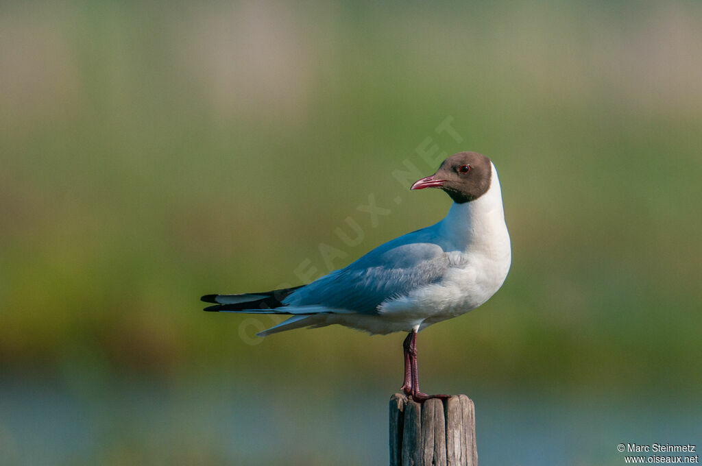 Mouette rieuse