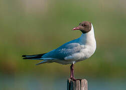 Mouette rieuse