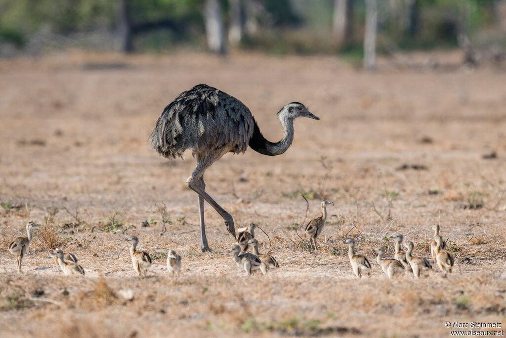 Greater Rhea