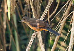 White-tailed Ant Thrush