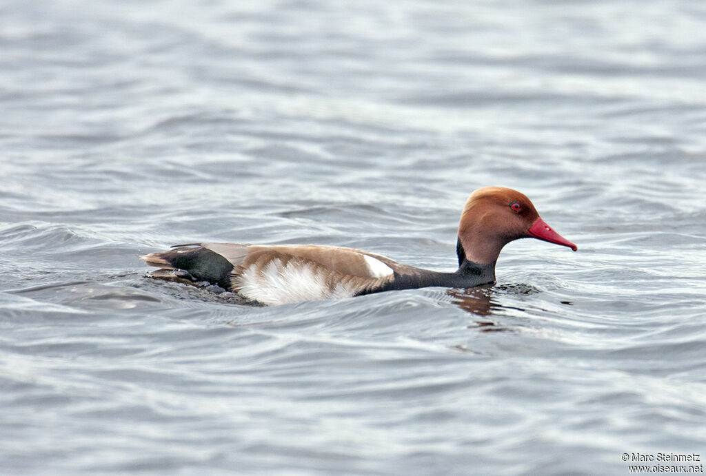 Red-crested Pochard