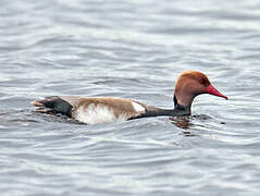 Red-crested Pochard