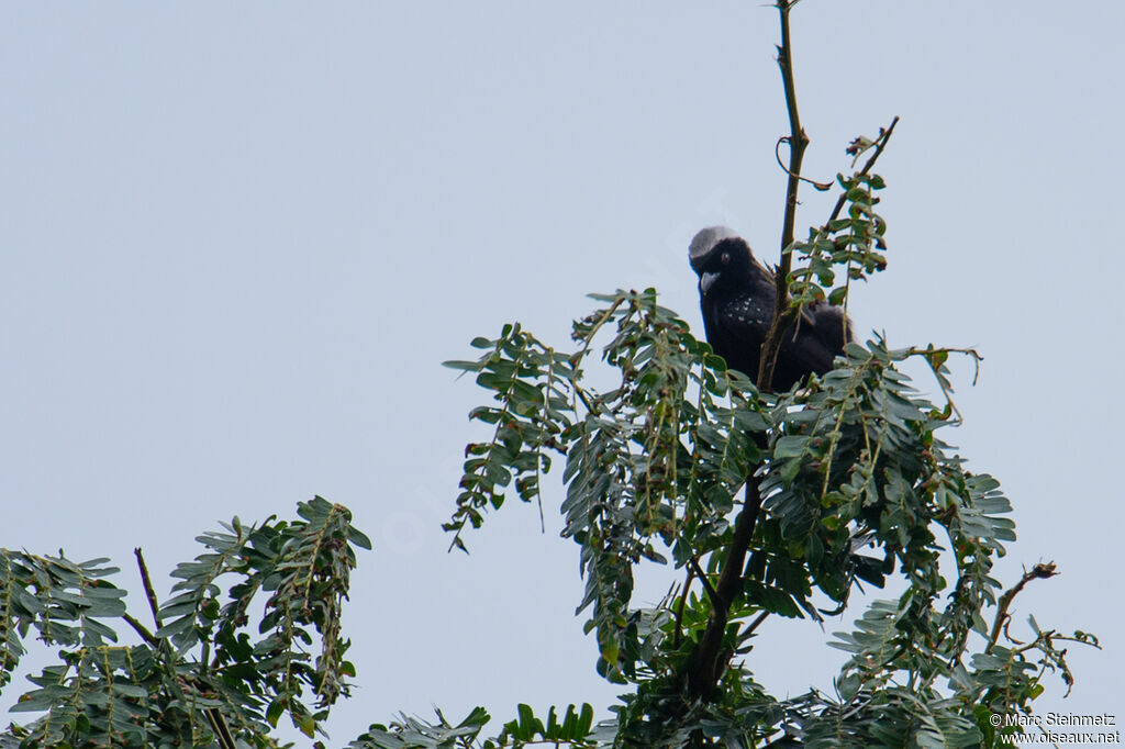 Grey-headed Nigrita