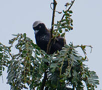 Grey-headed Nigrita