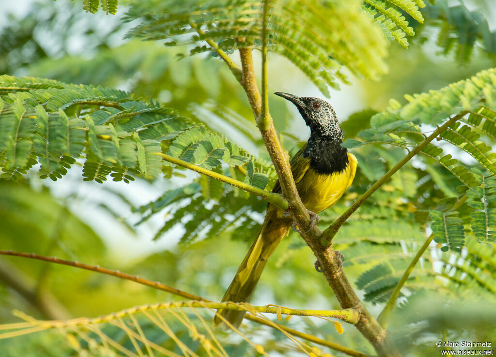 Oriole Warbler