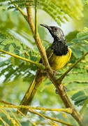 Oriole Warbler