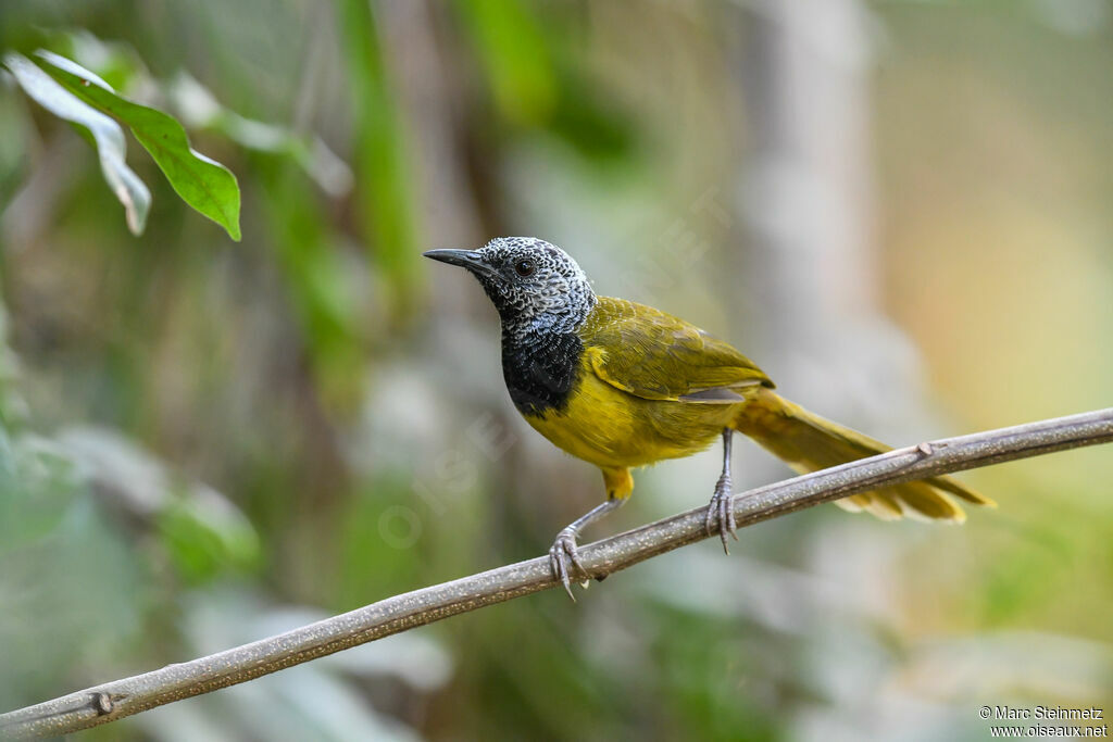 Oriole Warbler