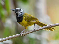 Oriole Warbler