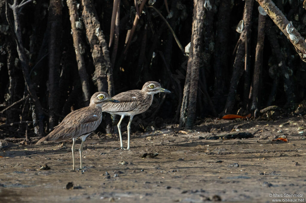 Senegal Thick-knee