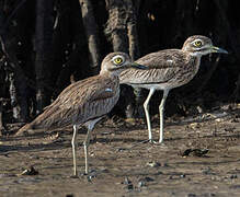 Senegal Thick-knee