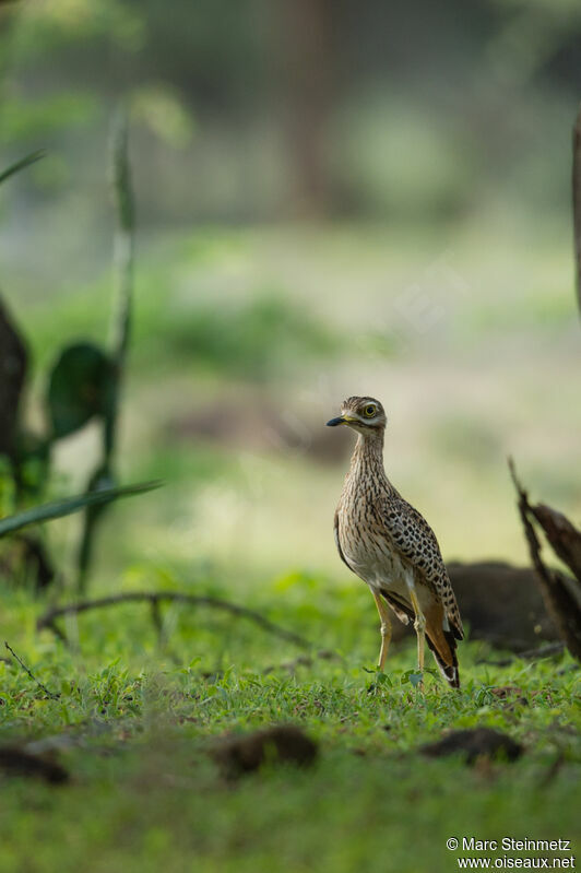 Spotted Thick-knee
