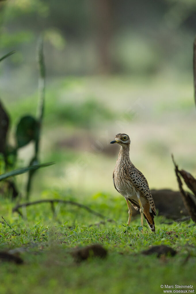 Spotted Thick-knee