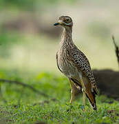 Spotted Thick-knee