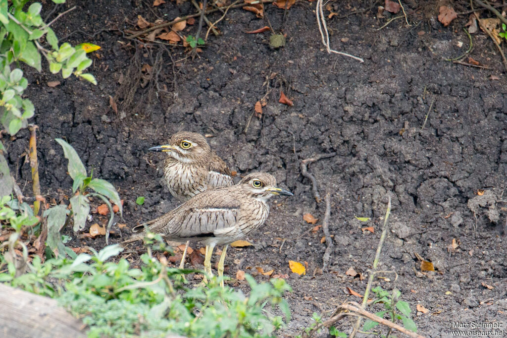 Water Thick-knee