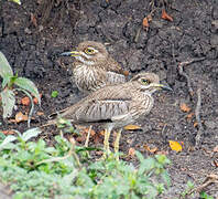 Water Thick-knee