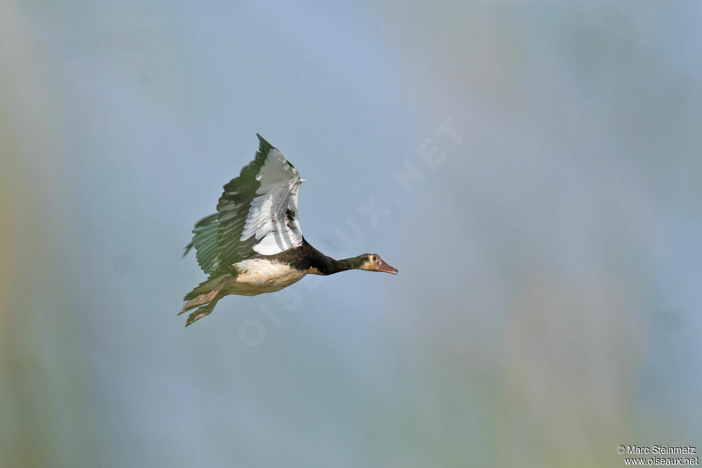 Spur-winged Goose