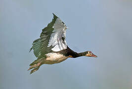 Spur-winged Goose