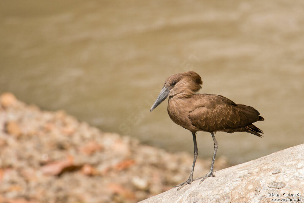 Hamerkop