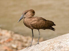 Hamerkop