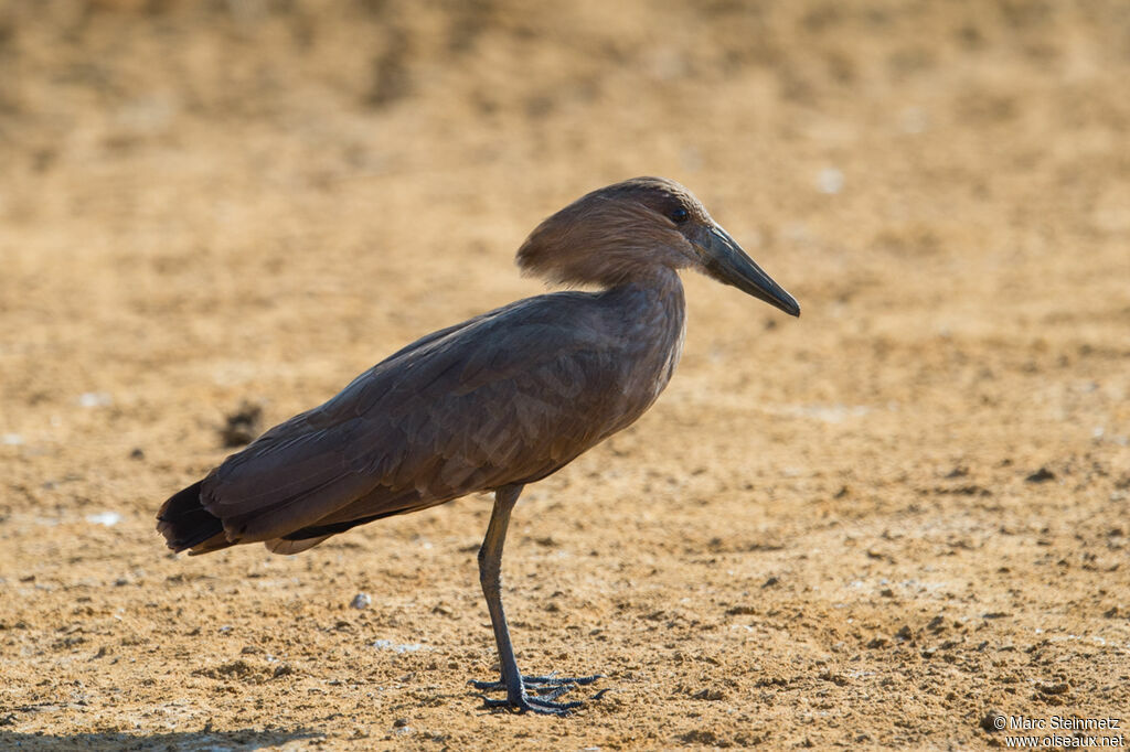 Hamerkop