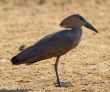 Hamerkop