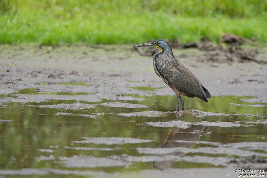 Bare-throated Tiger Heron