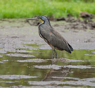 Bare-throated Tiger Heron