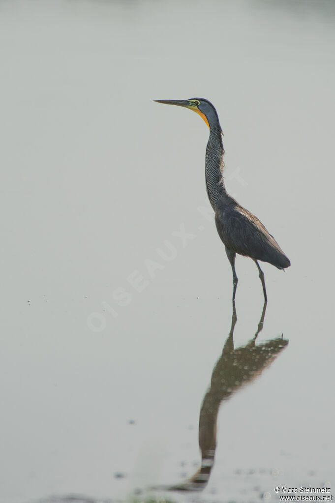 Bare-throated Tiger Heron