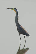 Bare-throated Tiger Heron