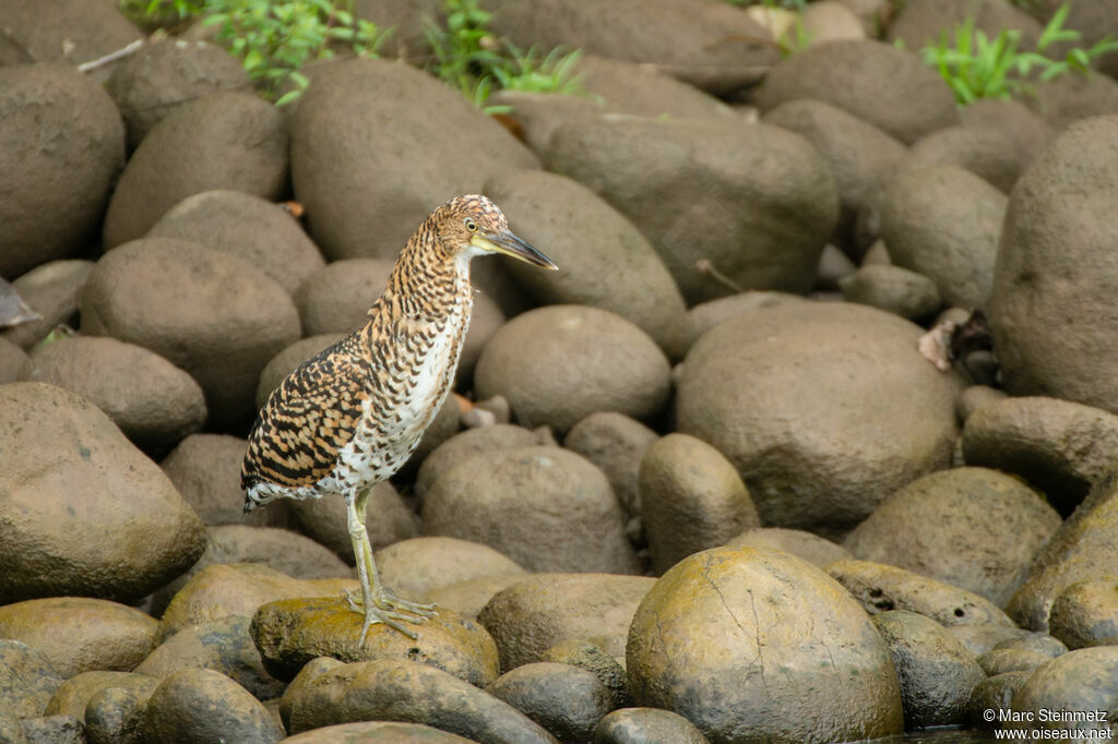 Fasciated Tiger Heronimmature