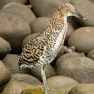 Onoré fascié