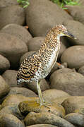 Fasciated Tiger Heron