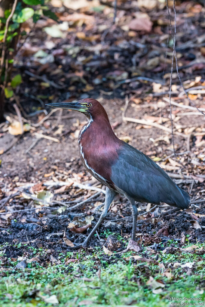 Rufescent Tiger Heron