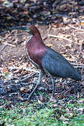 Rufescent Tiger Heron