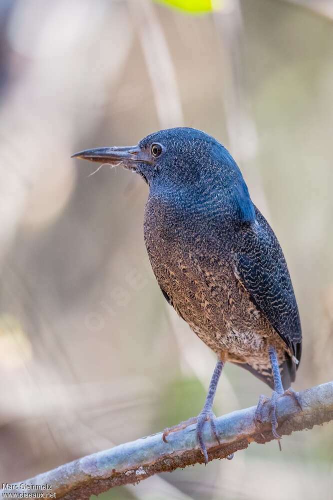 Zigzag Heronadult, identification