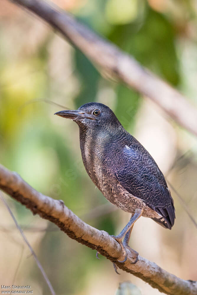 Zigzag Heronadult, identification