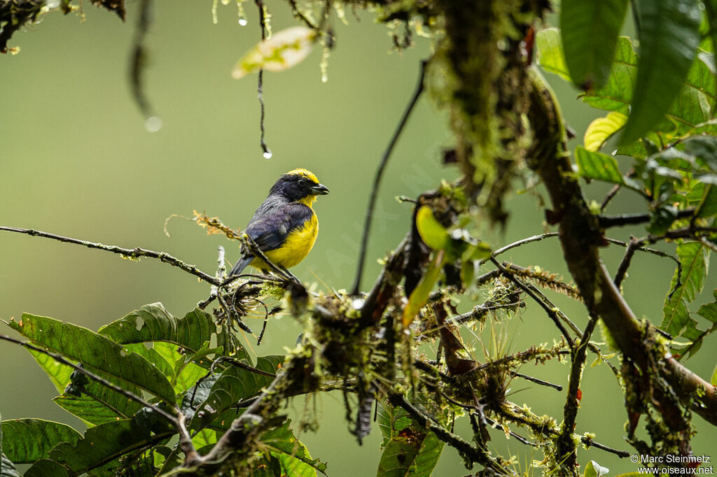 Thick-billed Euphonia