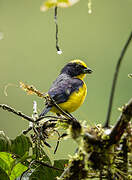 Thick-billed Euphonia