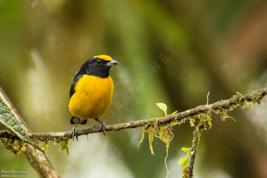 Orange-bellied Euphonia male adult, close-up portrait