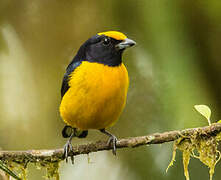 Orange-bellied Euphonia